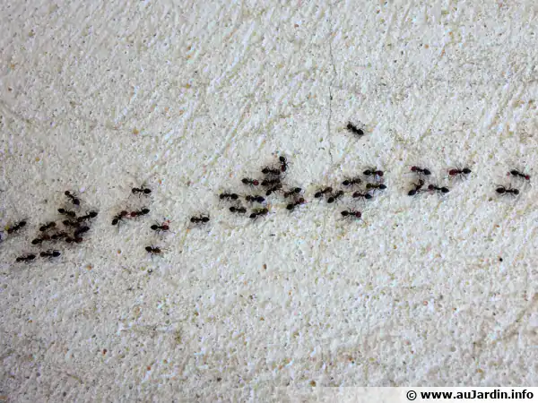 elimination fourmis