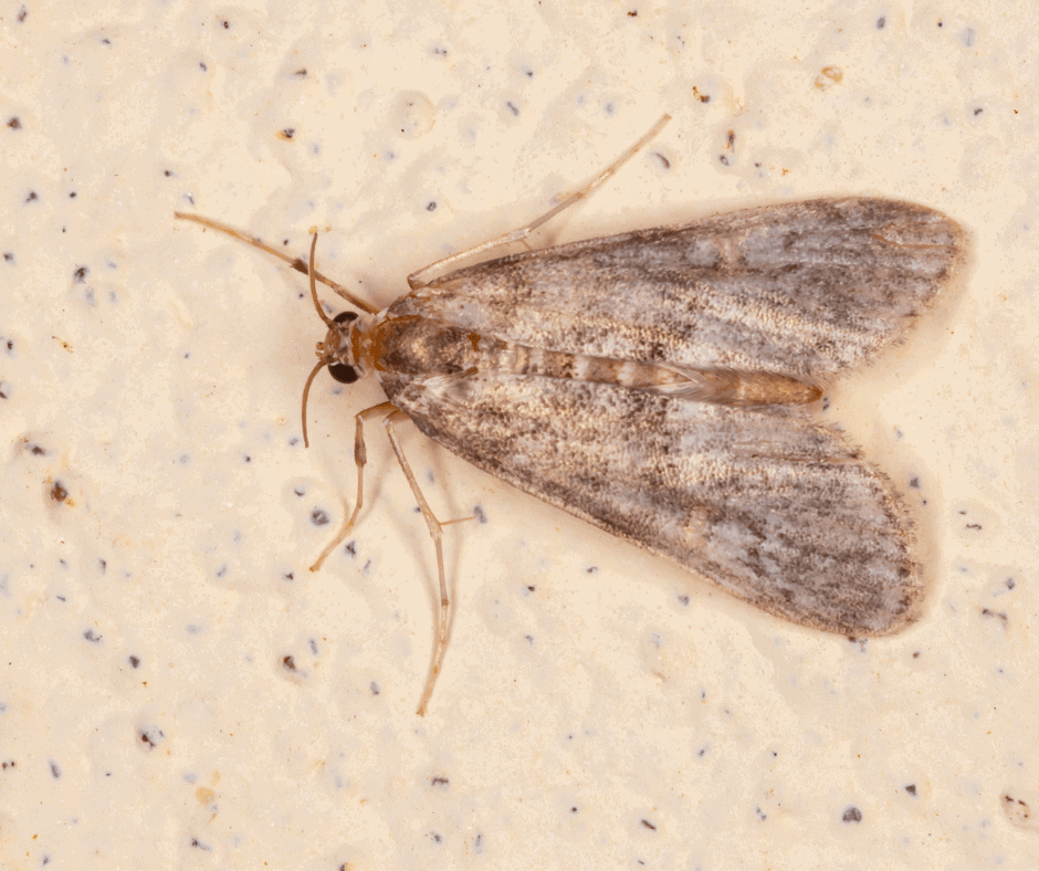 mites