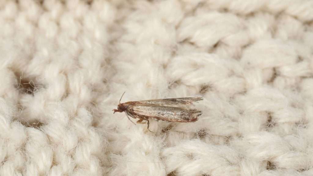 eliminer mites