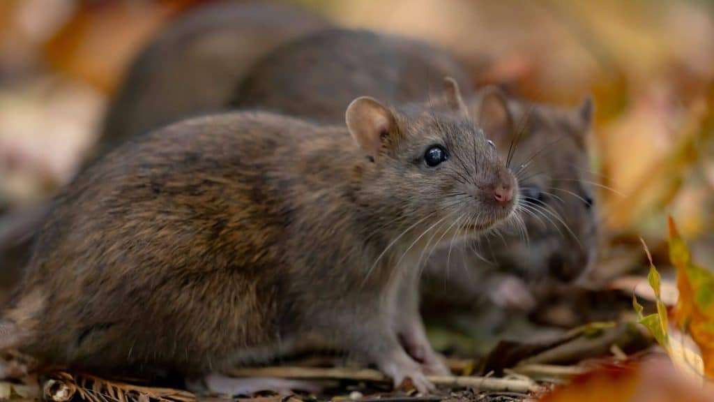 eliminer rats