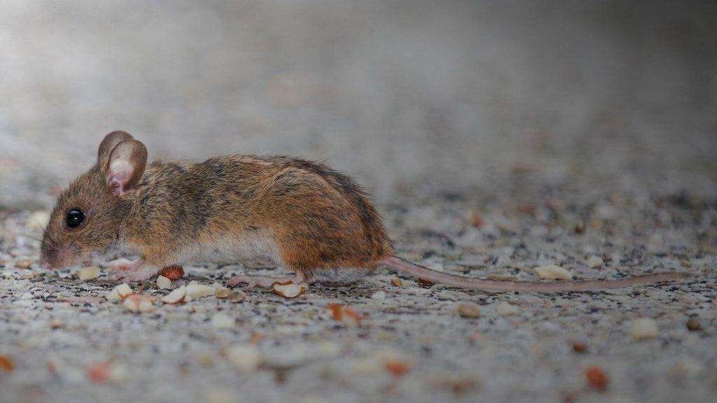 eliminer souris