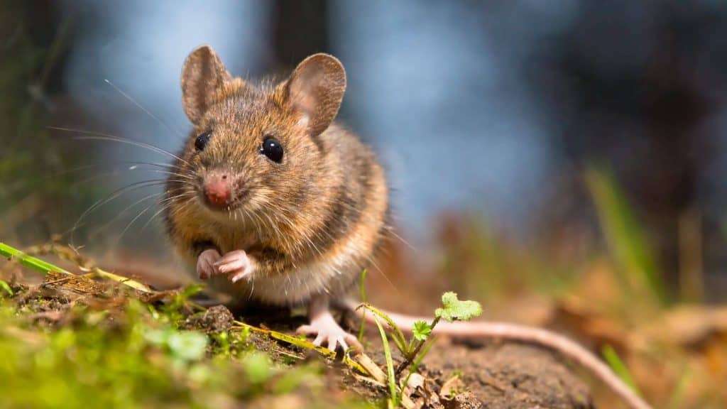 intervention souris