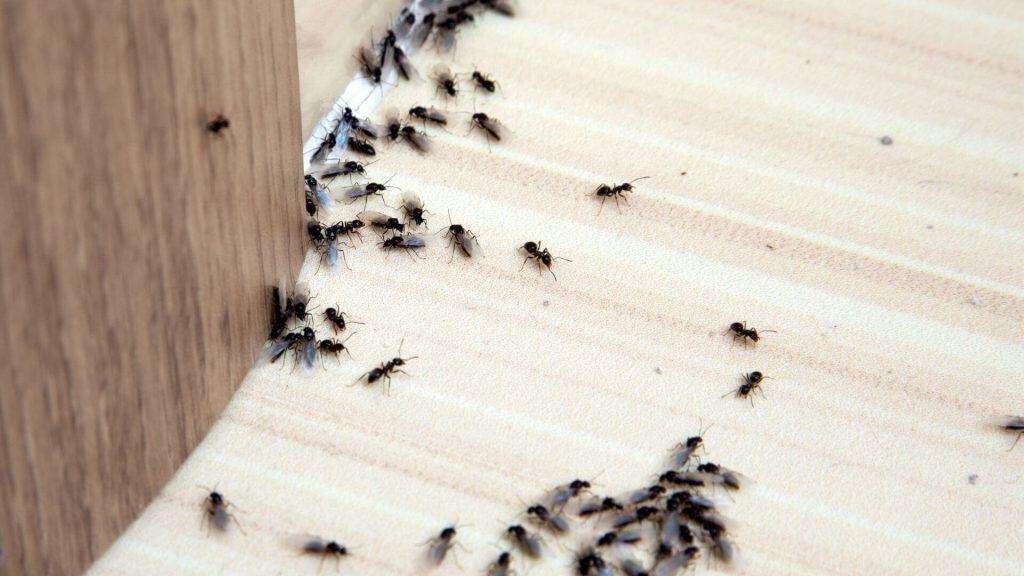 eliminer fourmis