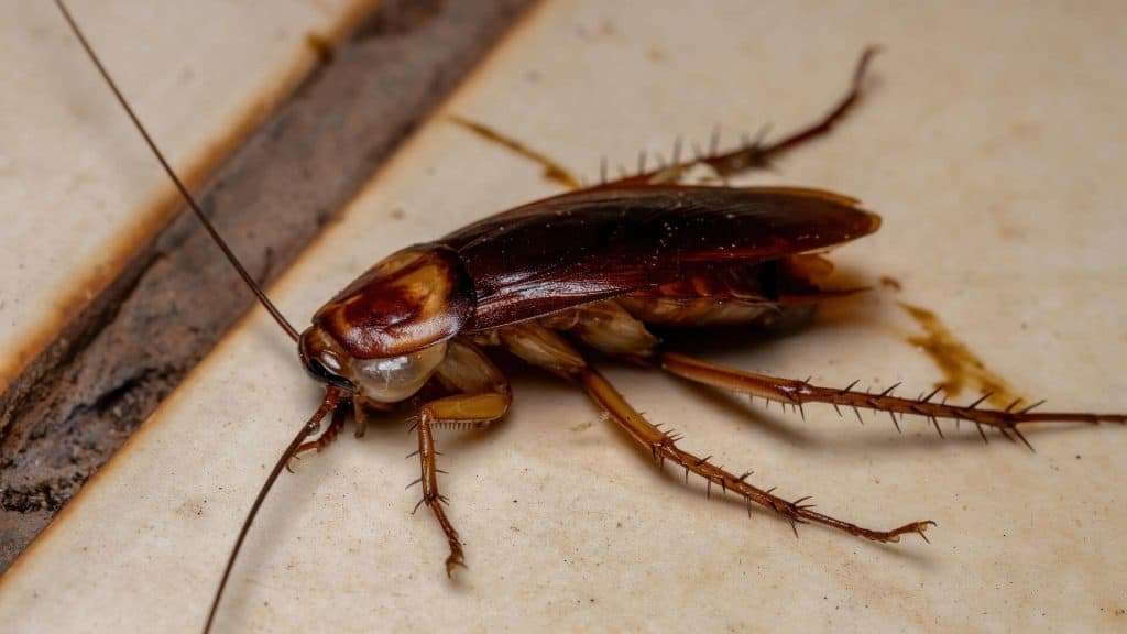 Désinsectisation professionnelle d'une infestation de cafards avec du gel insecticide