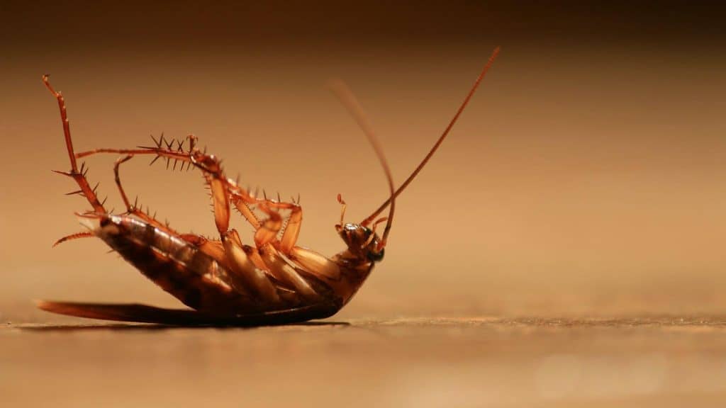 Infestation de cafards et blattes dans une cuisine, traitement et prévention