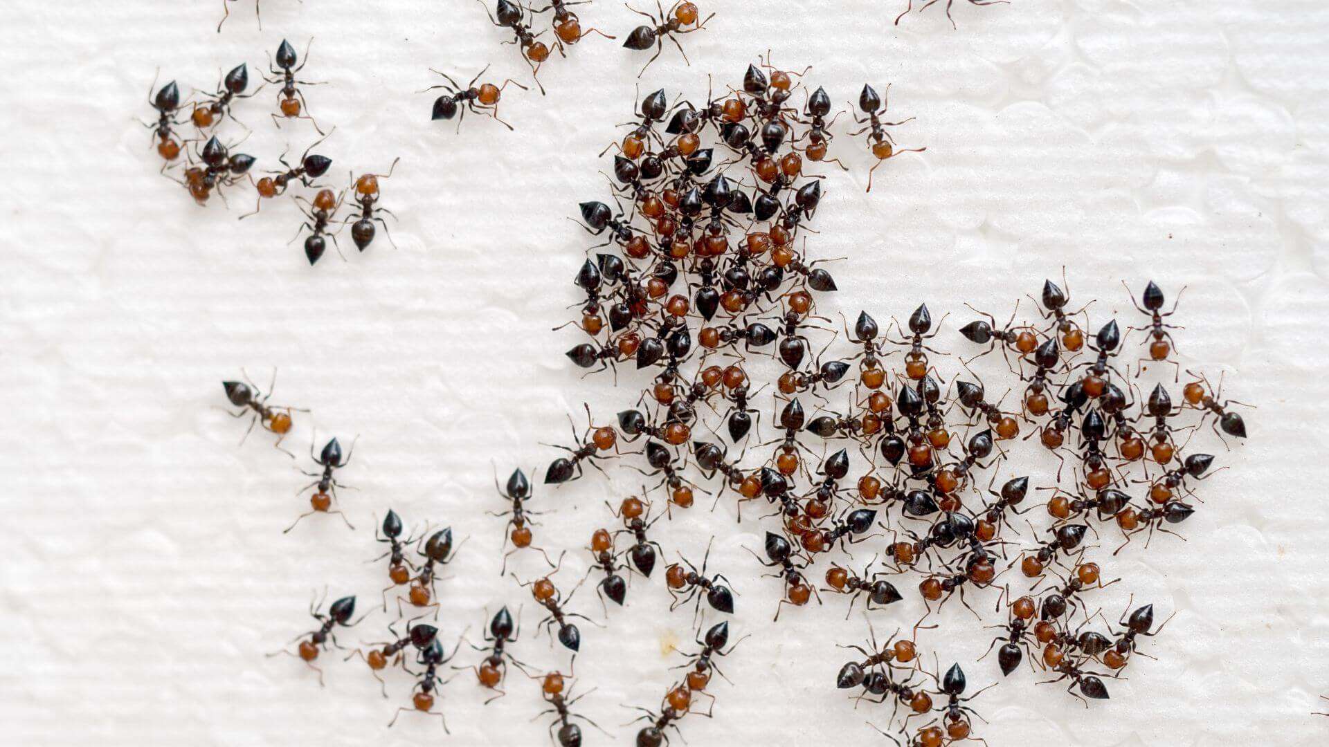 Traitement fourmis