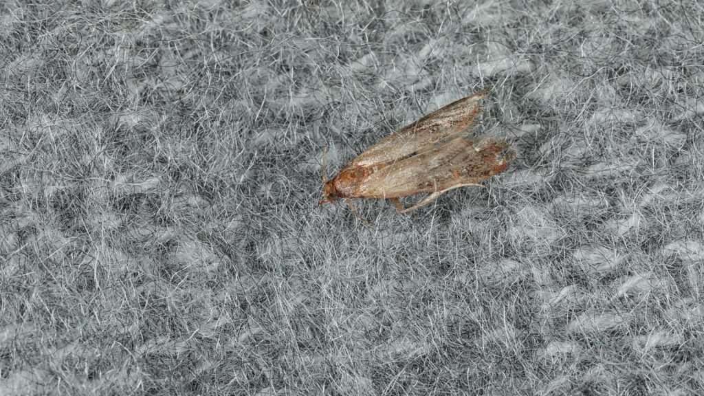 traitement mites