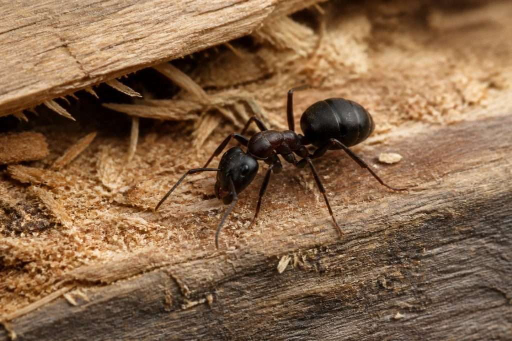 fourmis
